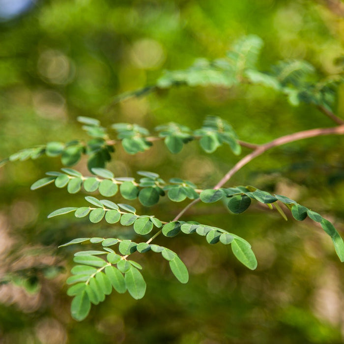 The Miracle Tree: Why We Grow Moringa - Natural Lamu Online Shop